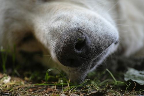 dog sleep nose