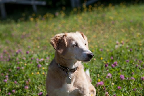 dog jack russell pet