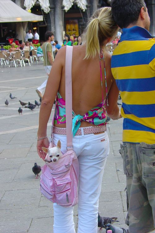 dog chihuahua purse