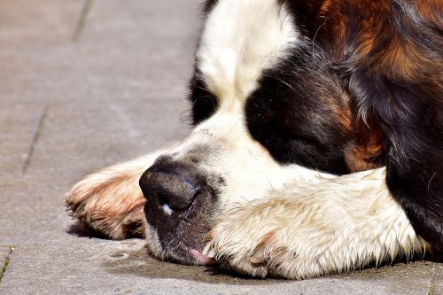 dog st bernard sleep