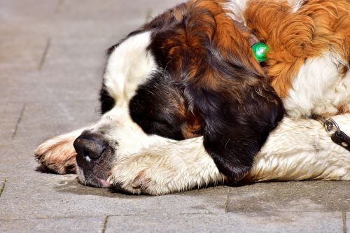 dog st bernard sleep