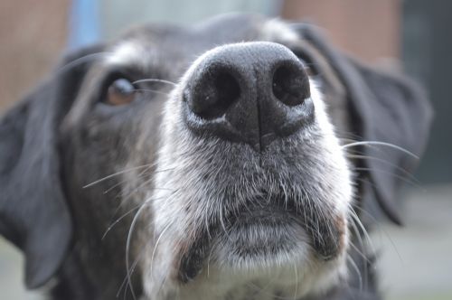 dog close up doglove