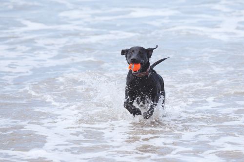 dog beach ball
