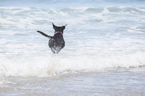 dog beach waves