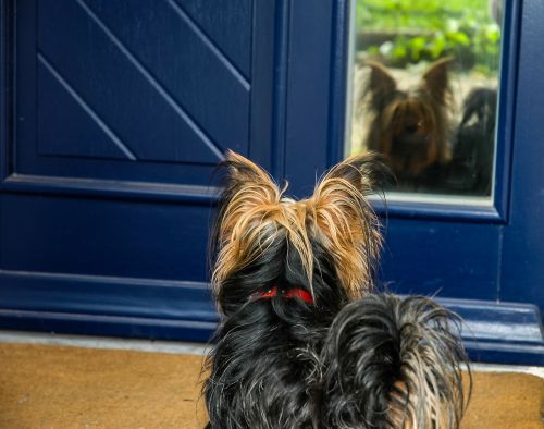 dog yorkshire terrier small dog