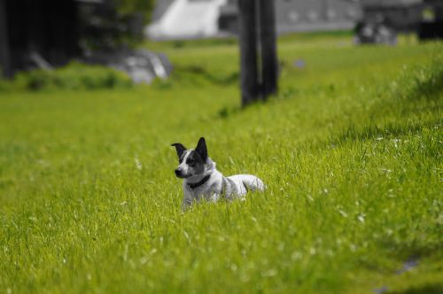 dog meadow attentive dog