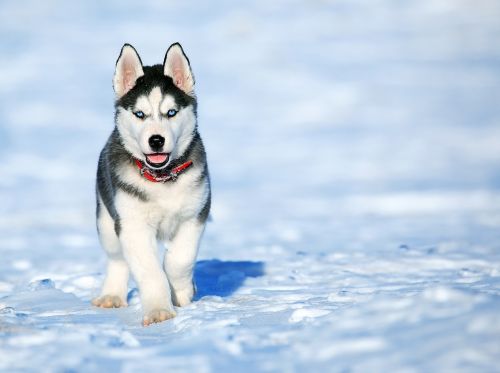 dog husky friend