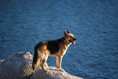 dog sea rocks