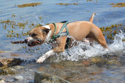 dog amstaff pitbull