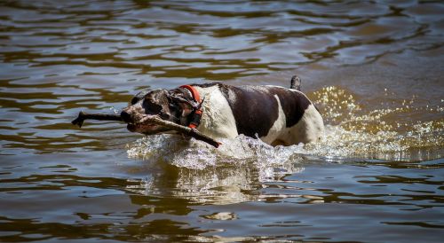 dog swimming lake