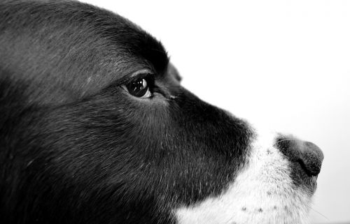 dog photography black