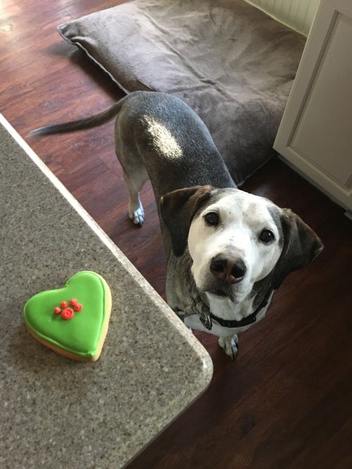 dog treat dog cookie