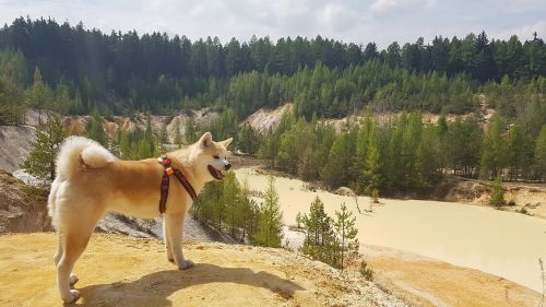 dog akita quarry