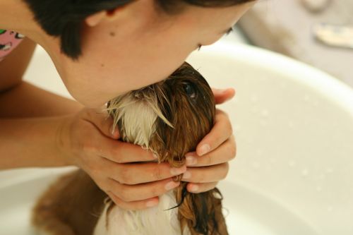 dog puppy bath