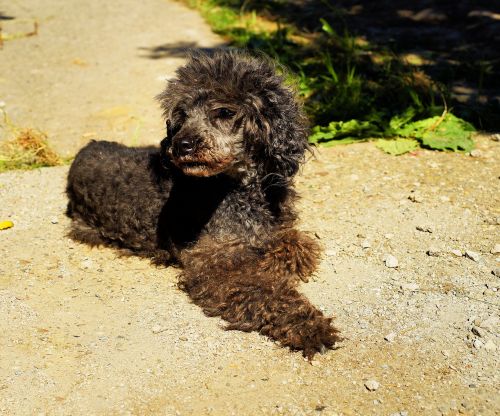 dog poodle miniature poodle