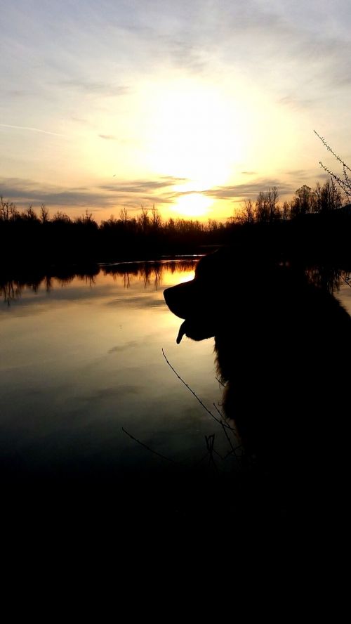 dog sunset lake