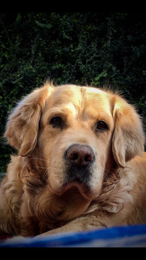 dog golden retriever pet