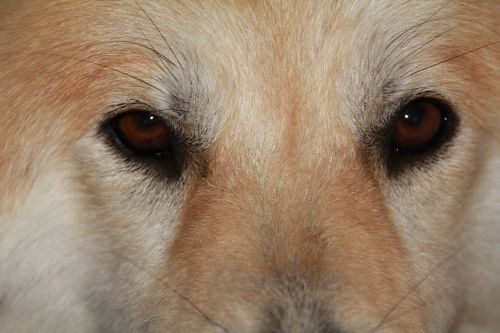 dog eyes close