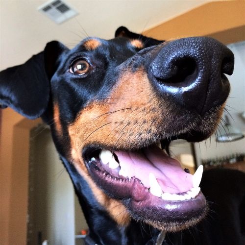 dog doberman canine