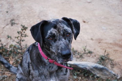 dog leopard dog black and grey dog