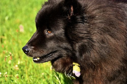dog black fur