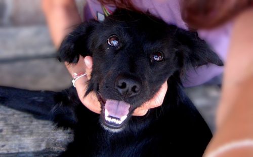 dog happy smile