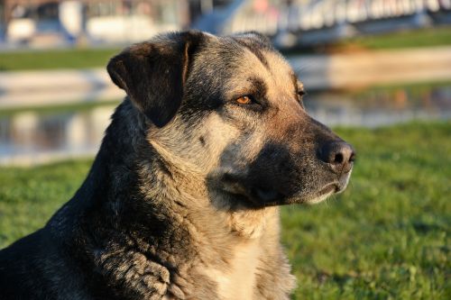 dog animal shepherd dog