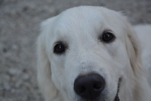 dog golden retriever female