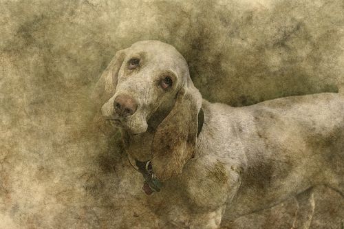 dog animal basset hound