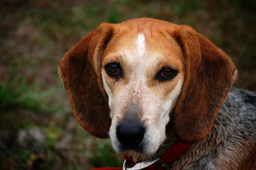 dog beagle animal