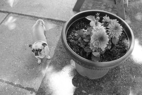 dog chihuahua mix dog and flowers