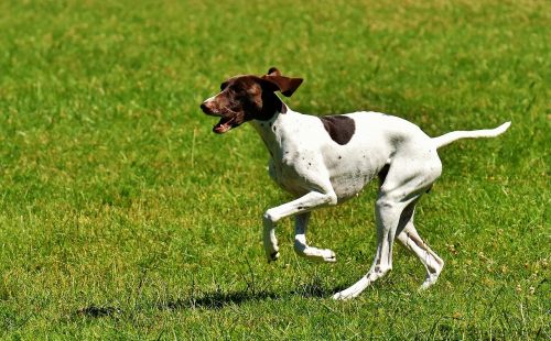 dog play meadow