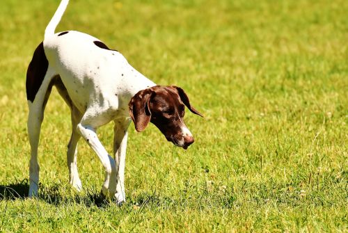 dog play meadow