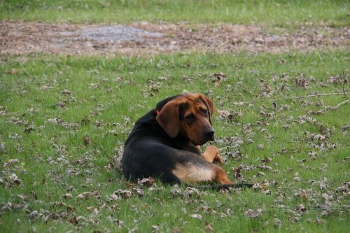 dog outside laying down