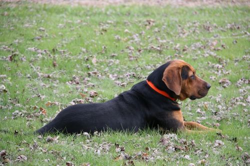 dog laying down outside