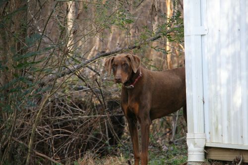 dog standing brown
