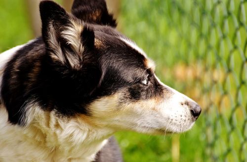 dog longing fence