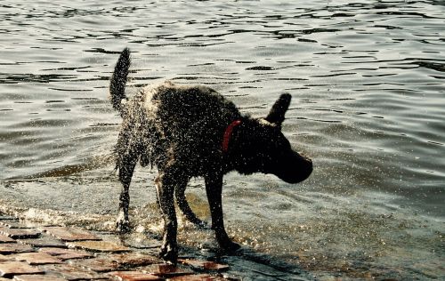 dog wet dog river