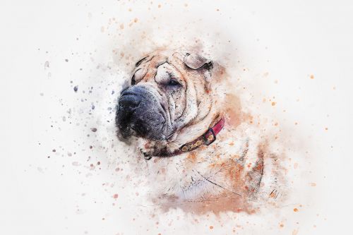 dog portrait sharpei