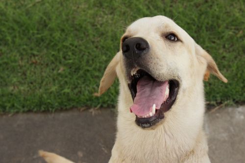 dog labrador cute