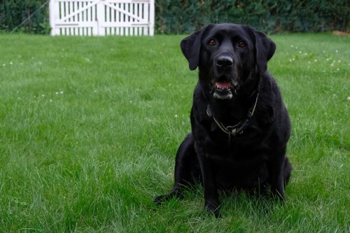 dog labrador black