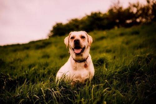 dog animal landscape