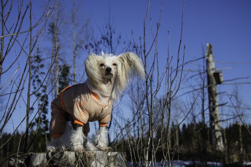 dog chinese crested winter