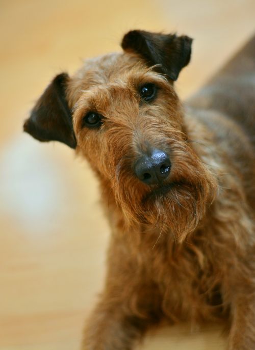 dog irish terrier terrier