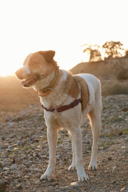 dog nature fun