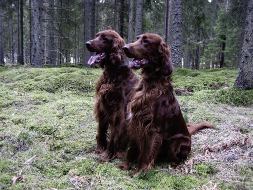 dog irish setter red