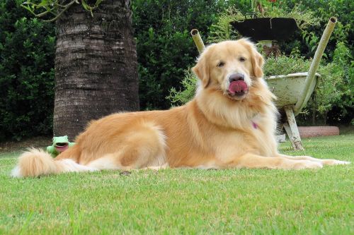 dog language golden retriever