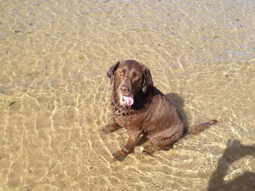 dog labrador retriever