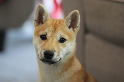 dog shiba inu puppy