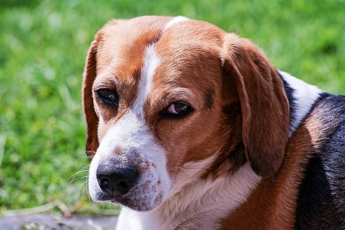 dog beagle portrait